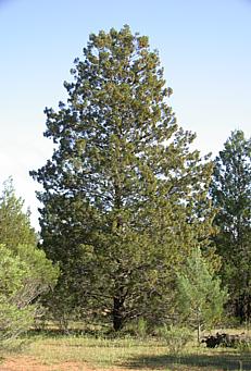 Callitris no Hattah-Kulkyne National Park, noroeste de Victoria