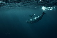 人間との交流（アゾレス諸島）