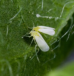 Description de l'image Bemisia tabaci from USDA 1.jpg.