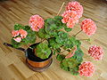 Pelargonium zonale