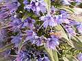 Echium webbii