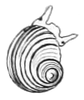 black-and-white drawing of dorsal view of snail