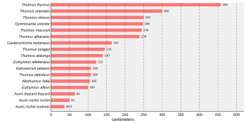 Bar chart that states Thunnus thynnus is the largest tuna, at 458 centimetres (180 in) followed by Thunnus orientalis at 300 centimetres (120 in), Thunnus obsesus at 250 centimetres (98 in), Gymnosarda unicolor at 248 centimetres (98 in), Thunnus maccoyii at 245 centimetres (96 in), Thunnus albacares at 239 centimetres (94 in), Gasterochisma melampus at 164 centimetres (65 in), Thunnus tonggol at 145 centimetres (57 in), Thunnus alalunga at 140 centimetres (55 in), Euthynnus alletteratus at 122 centimetres (48 in), Katsuwonus pelamis at 108 centimetres (43 in), Thunnus atlanticus at 108 centimetres (43 in), Allothunnus fallai at 105 centimetres (41 in), Euthynnus affinis at 100 centimetres (39 in), Auxis thazard thazard at 65 centimetres (26 in),Auxis rochei rochei at 50 centimetres (20 in), and Auxis rochei eudorax at 36.5 centimetres (14.4 in)