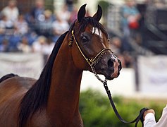 Tête d'un cheval bai présenté en 2010.