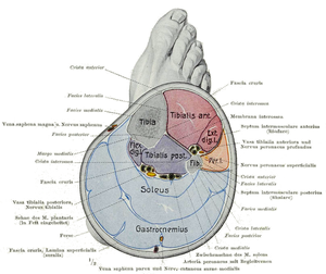 Crus dextrum