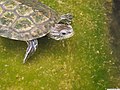 Westkaspische Schildkröte