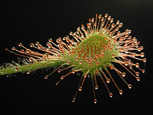 Drosera