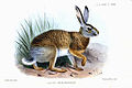 Lepus oiostolus