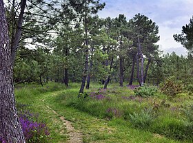 Image illustrative de l’article Liste des forêts normandes