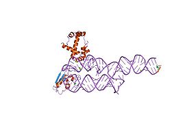 S-domain از اس‌آرپی انسان[۱۵]