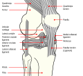 Knædiagram