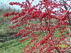 Winterberry - Ilex verticillata