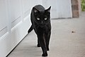 Image 37Some cultures are superstitious about black cats, ascribing either good or bad luck to them. (from Cat)