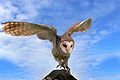 This masked owl from Australia shows the circle of feathers around the eyes.