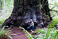 Image 9Redwood tree in northern California redwood forest: According to the National Park Service, "96 percent of the original old-growth coast redwoods have been logged." (from Old-growth forest)