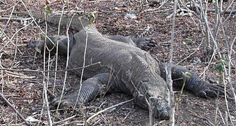 Komodowaran