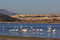 Una colonia di fenicotteri rosa al Parco naturale regionale Molentargius-Saline, Cagliari, Italia