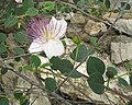 Blüte mit Knospen und Blättern