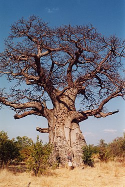 Adansonia digitata, o baobá-africano.