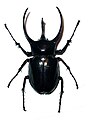 Самец Chalcosoma caucasus, остров Ява