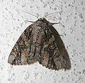 Oldwife Underwing Catocala neogama