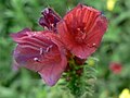 Echium creticum