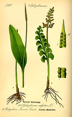 Isokäärmeenkieli (Ophioglossum vulgatum) vasemmalla ja ketonoidanlukko (Botrychium lunaria) oikealla.