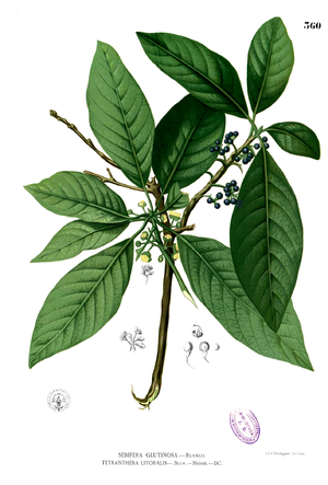 Λιτσέα η κολλώδης Litsea glutinosa εικονογράφηση της Flora de Filipinas (1880-1883), του Francisco Manuel Blanco.