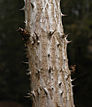 Stachelige Borke der „Aralia spinosa“ im Botanical Gardens at Asheville, Asheville, North Carolina, USA