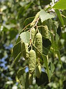 Chatons fructifères de Betula pendula.