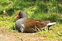 Young adult, London