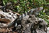 Black Spiny-tailed Iguana