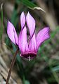 Closeup of flower