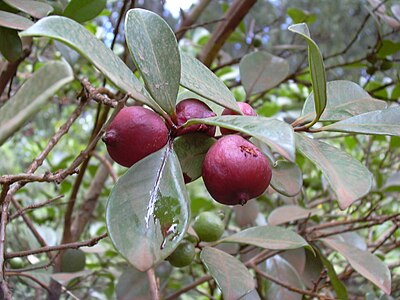 Psidium cattleianum