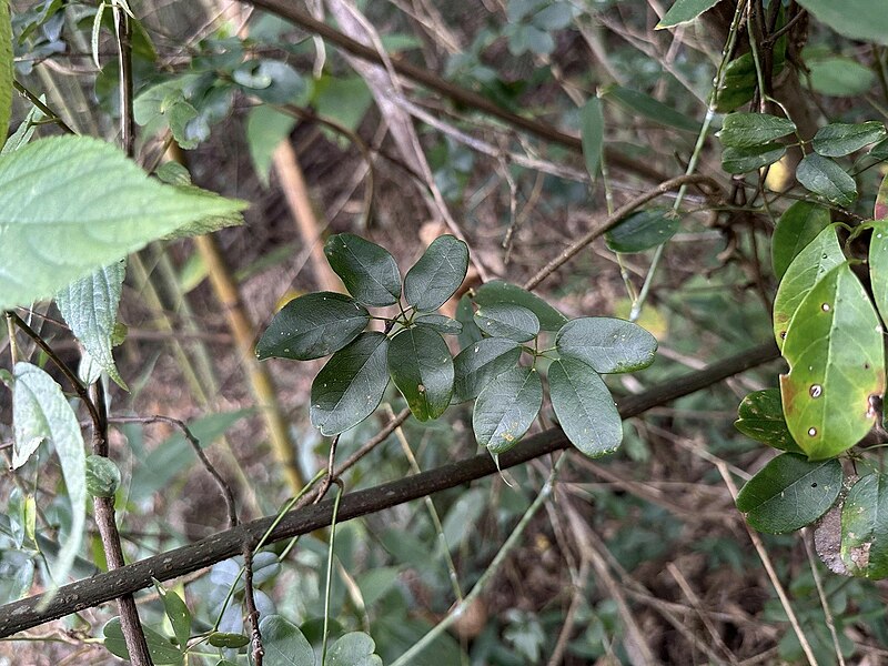 長序木通，攝於苗栗泰安觀止附近山區