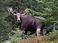 Volwassen mannetje in Telemark (Noorwegen)