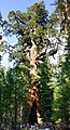 Les arbres les plus volumineux du monde sont des séquoias géants (Sequoiadendron gigantea), comme ici le Grizzly Giant dans le Parc national de Yosemite. Le plus imposant spécimen, baptisé General Sherman, a un tronc de 1 487 m3 pour une hauteur de 83,8 m.