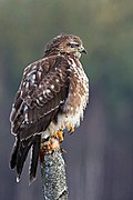 Buse variable (Buteo buteo).