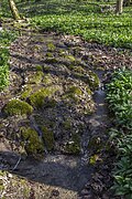 Sinter- terrasse im oberen Bachlauf