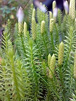 Sporenaren op de top van de stengel bij de stekende wolfsklauw (Lycopodium annotinum)