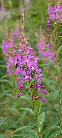 Siauralapis gaurometis (Chamaenerion angustifolium)