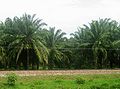 Palmplantage in Magdalena, Colombia. Het land is een van de 5 grootste producenten van palmolie ter wereld.