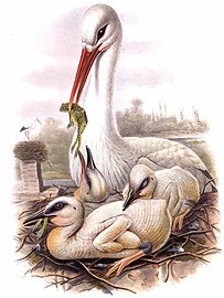 John Gould