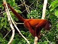 Alouatta