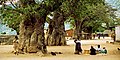 Baobab, Malawi