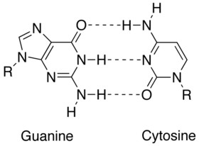 diagram pasangan basa guanina-sitosina