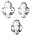 Image 33Skulls of a wildcat (top left), a housecat (top right), and a hybrid between the two (bottom center) (from Cat)