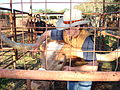 Bevo XIV being haltered by one of his handlers