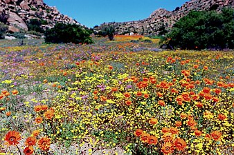 Spring in South Africa