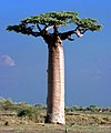 Adansonia grandidieri em Madagáscar.